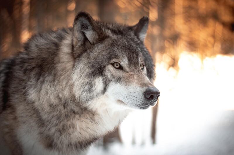 Picking the right wolf to feed is key for players.