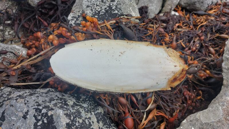 Cuttlefish. Photograph supplied by Frank Folan