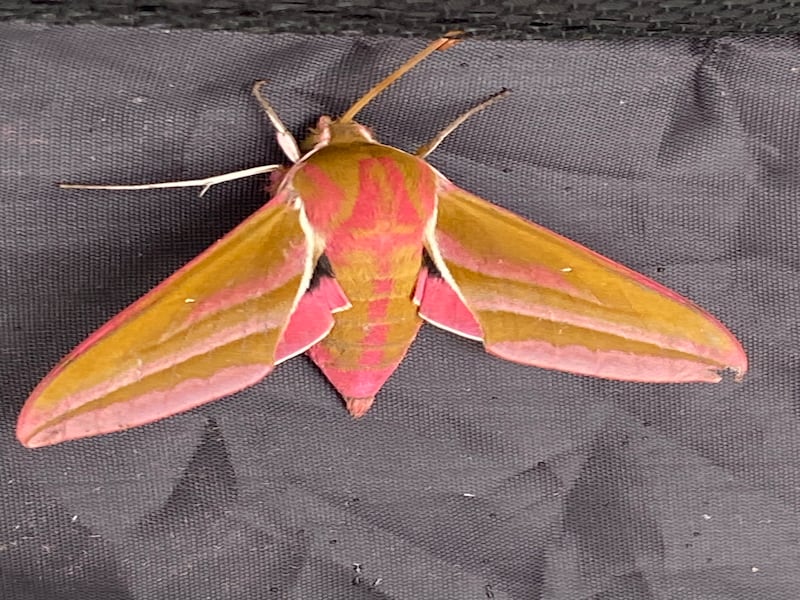Elephant hawkmoth. Photograph supplied by Diana Gilbert
