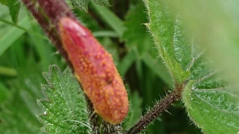 Different stages of the nettle rust gall, Puccinia urticata: (a) is an early stage