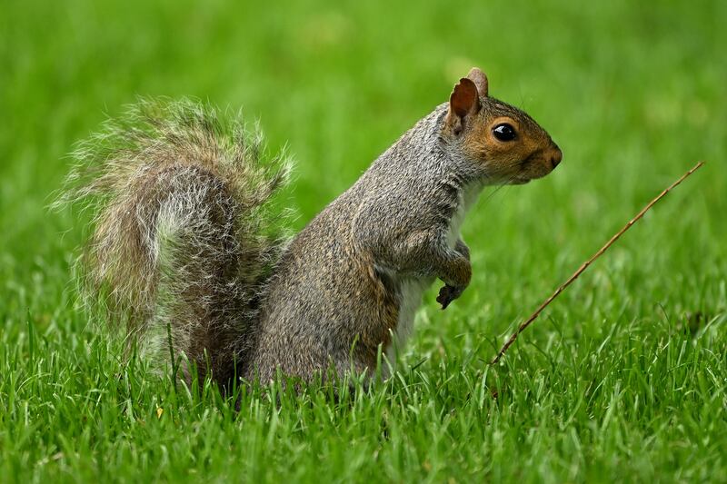There has been a decline or even complete disappearance of the grey squirrel in some parts of Ireland. Photograph: Ross Kinnaird/Getty Images