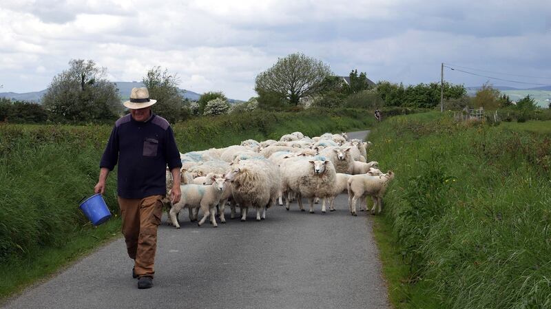 Cushendale’s Irish wool comes from two flocks of native Galway sheep, one from farmer Gordon Hall (pictured) in Wexford and the other in Sligo.