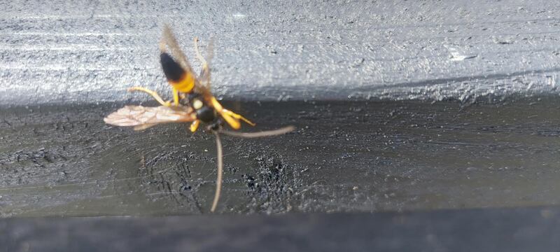 The ichneumon is harmless, apart from where caterpillars are concerned. Photograph: Úna Smart