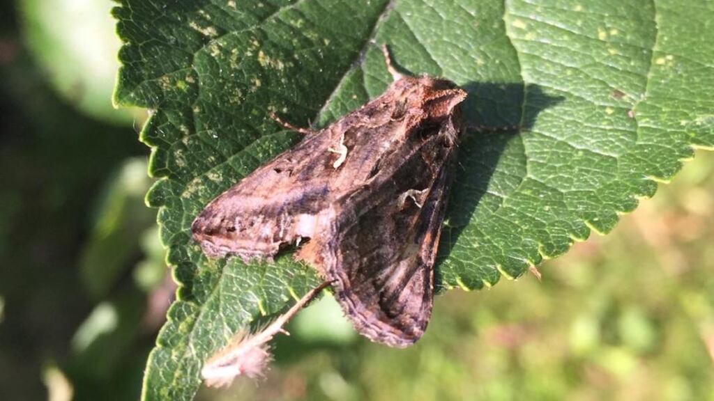 Eye on nature: the golden Y moth that Francy Devine saw