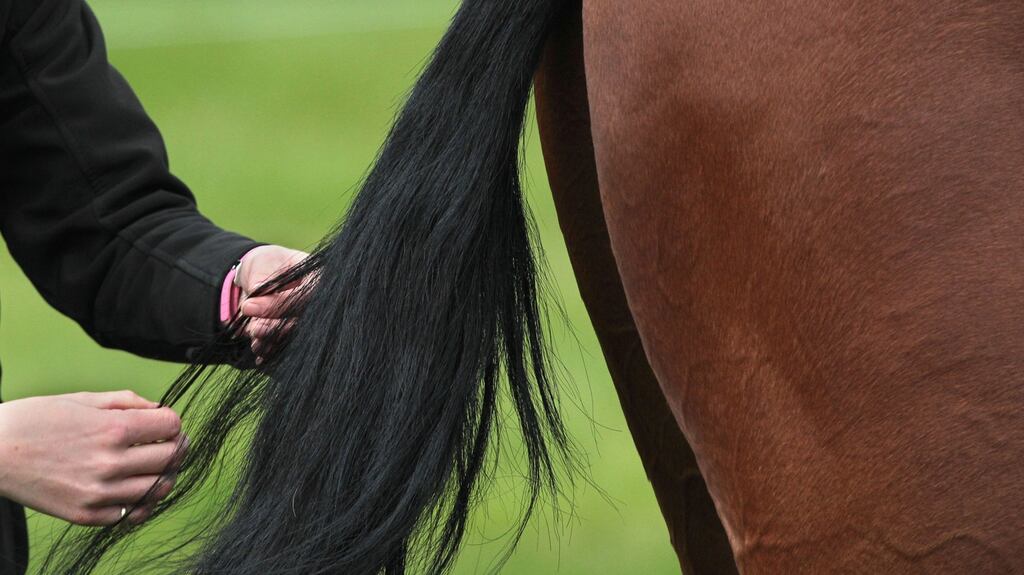 Dressage Ireland’s three-day national championships starts on Friday at Cavan Equestrian Centre. Photograph: Inpho