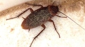 What should we do with this insect from Taiwan? Readers’ nature queries