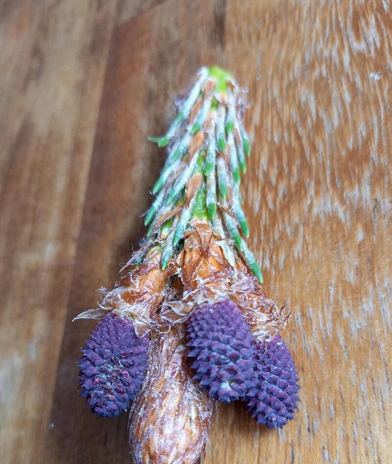 A monterary pine spotted in Wicklow.