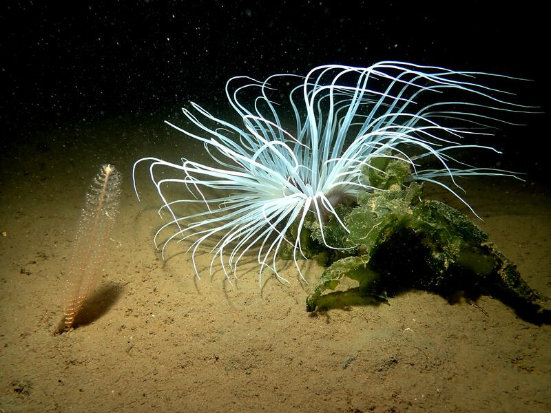 Annegret Pfuetzner’s photograph, Firework Anemone, was shot while diving in Galway as part of Seasearch Ireland activities