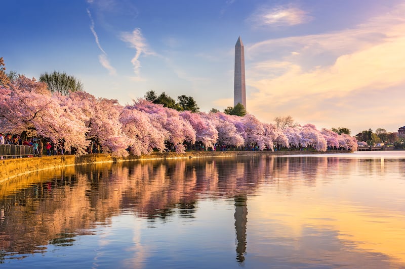 Washington DC's tidal basin with the Washington Monument in spring season. Photograph: iStock