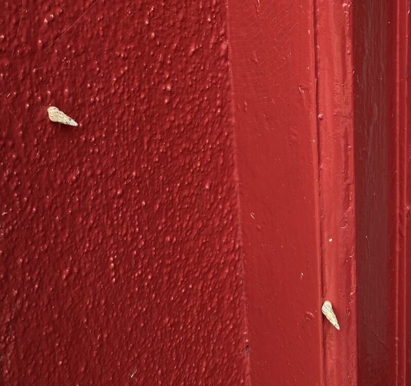Door snail
