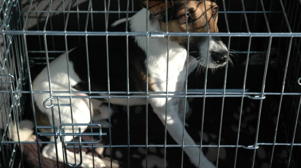 Pet abduction will be made a criminal offence under British government plans. File image: iStock