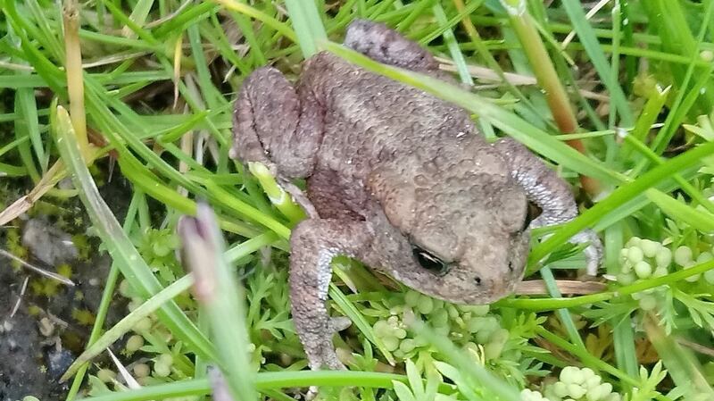 A common toad, seen in Stepaside, co Dublin
