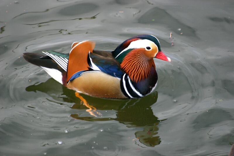 Mandarin drake. Photograph: Sé O Toole