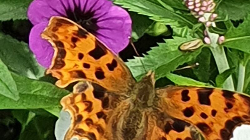 Comma butterfly, a  regular visitor from Britain