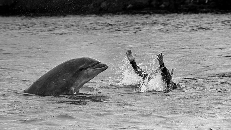 Fungie the DIngle Dolphin taken in 1987 – Published in the Sunday Press in October 1987.  Photograph: Ronan Quinlan