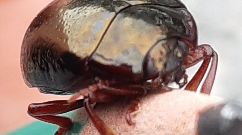 A bloody-nosed beetle in Roscommon