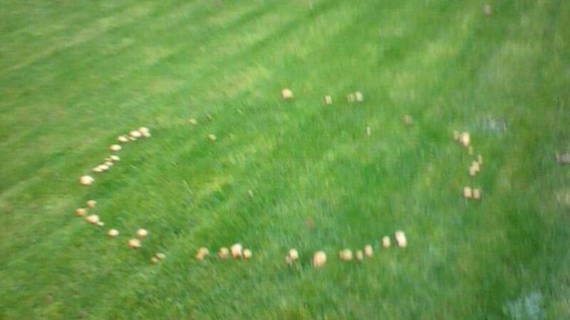 Fairy ring fungus spotted in Co Limerick