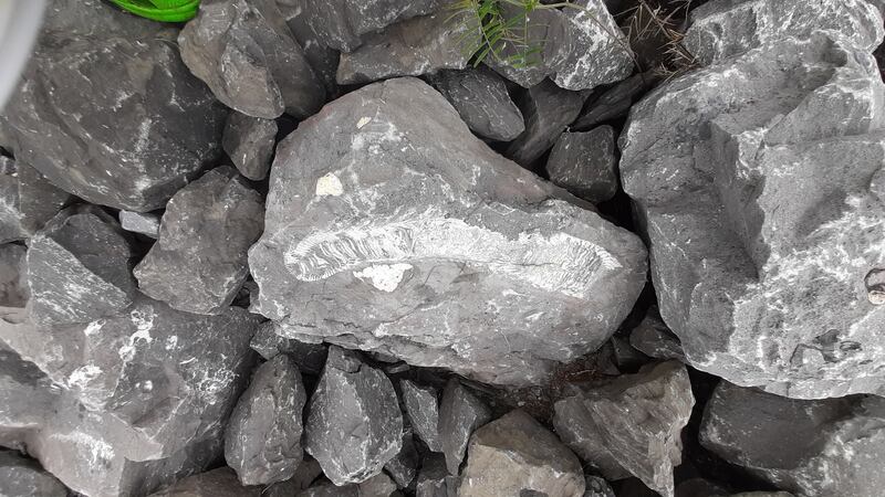 Coral fossil