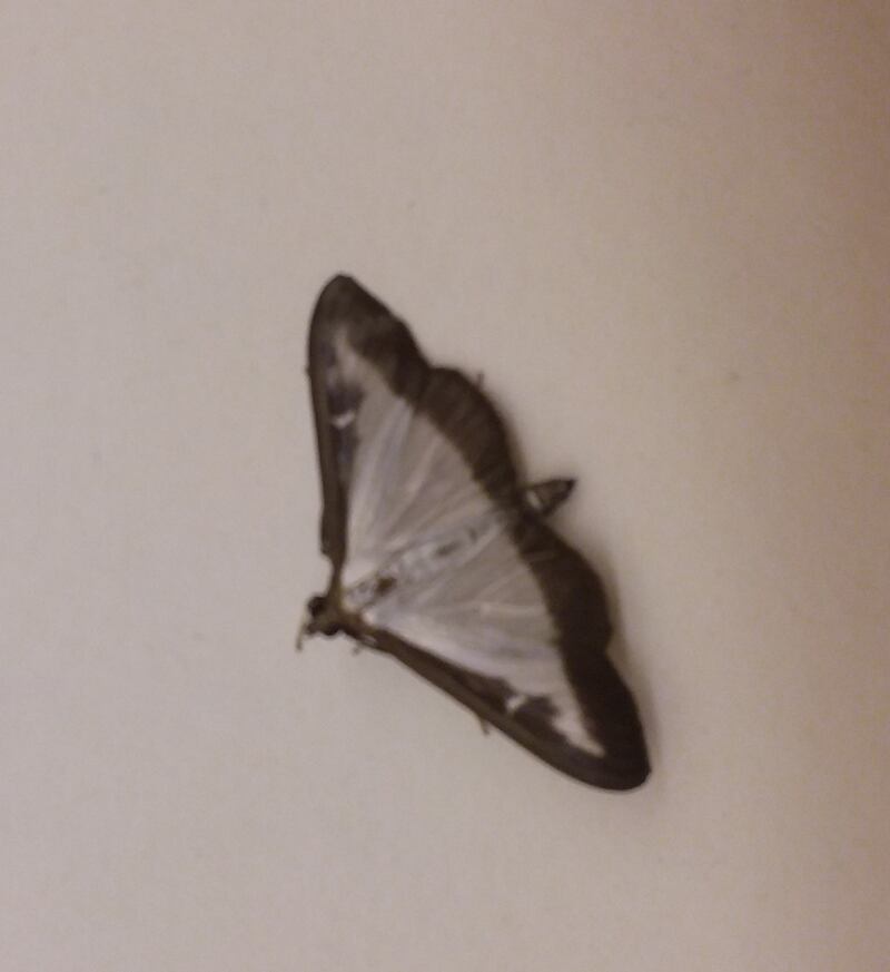 Caterpillar of the box-tree moth