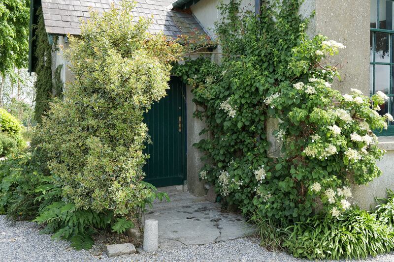 Climbing hydrangea and Albertine roses frame the original front door