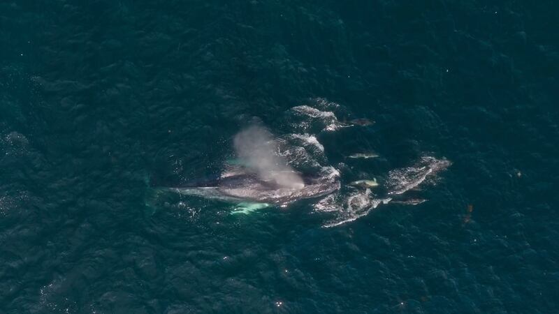 'If you’re into marine wildlife, and whales and dolphins in particular, Donegal Bay seems to be the place to be right now,' says Pádraig Whooley. Photograph: Joshua Nueva