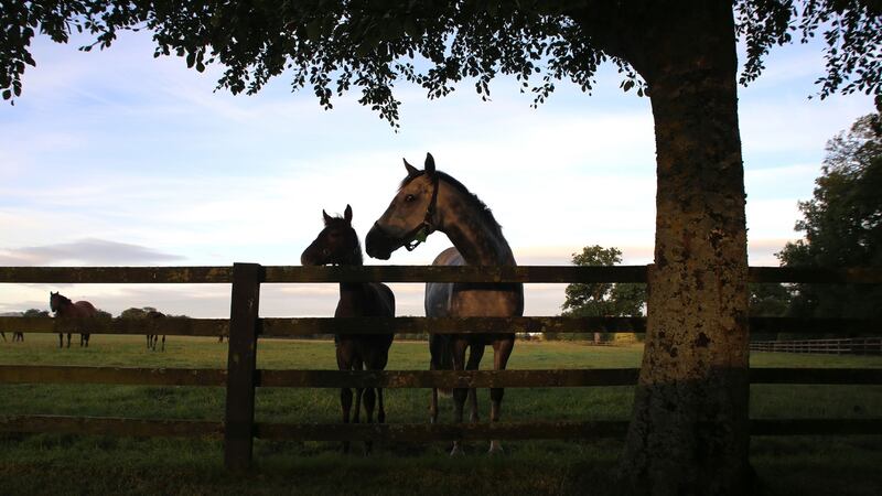 A mare and foal at the Irish National Stud and Gardens, in Tully, Co Kildare