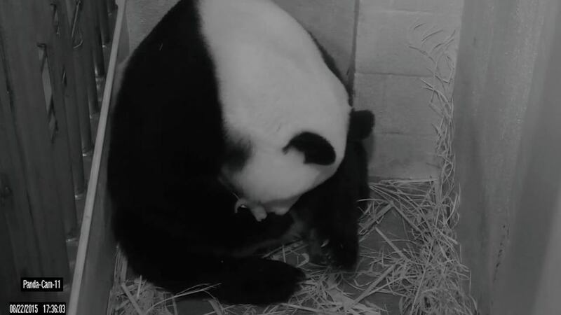 The Washington National Zoo’s giant panda Mei Xiang is shown after giving birth. Photograph: Reuters