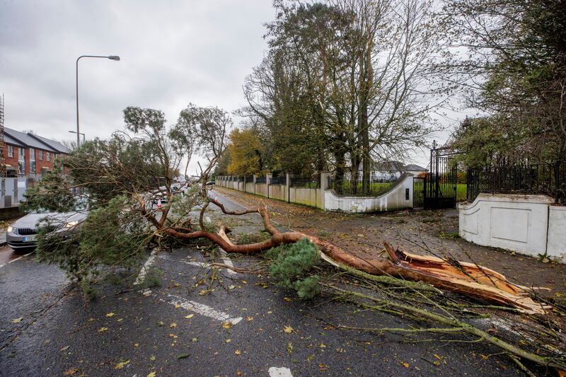A fallen tree on the Dublin Road in Dundalk, Co Louth. Photograph: Liam McBurney/PA Wire