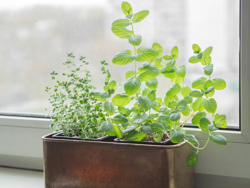 Growing fresh herbs at home on the windowsill. Mint and thyme in a metal box on a white windowsill. Photograph: Getty