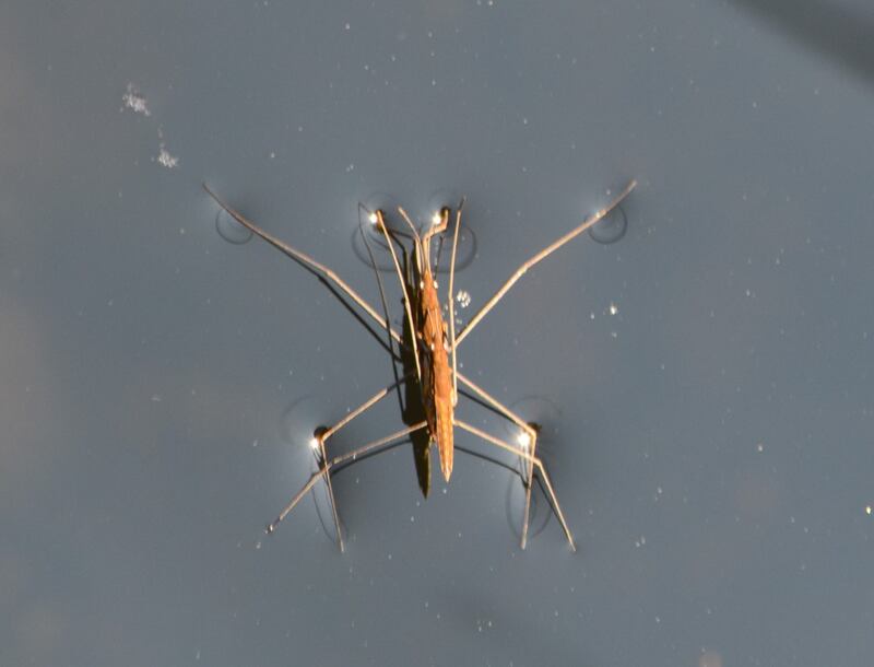Pond-skaters.