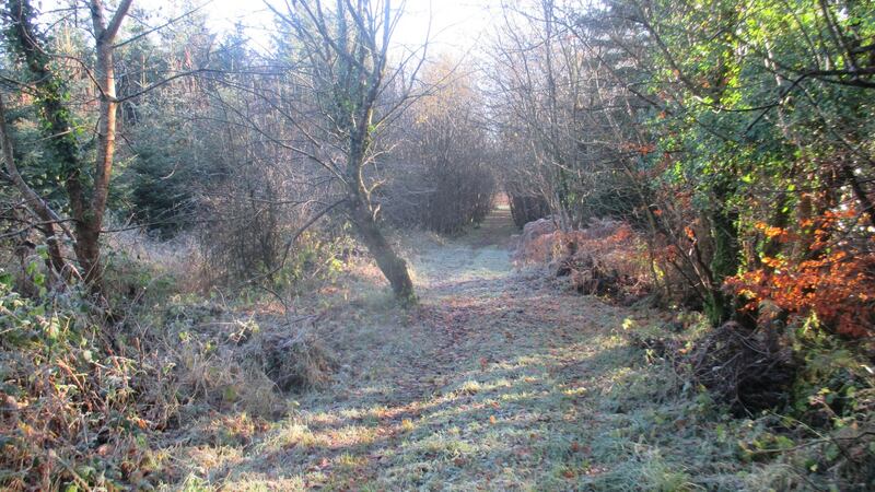Killamuck Bog Loop, Co Laois