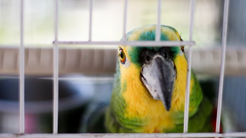 Budgie: a pet favourite of many Irish grannies. Photograph: Getty