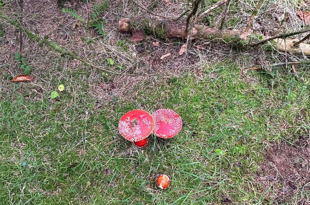 Fly agaric, Amanita muscaria. Photograph via Brendan Burke
