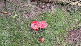If you drink reindeer urine after they have eaten these red mushrooms, you’ll get high apparently