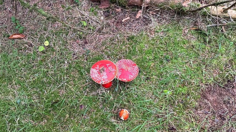 If you drink reindeer urine after they have eaten these red mushrooms, you’ll get high apparently
