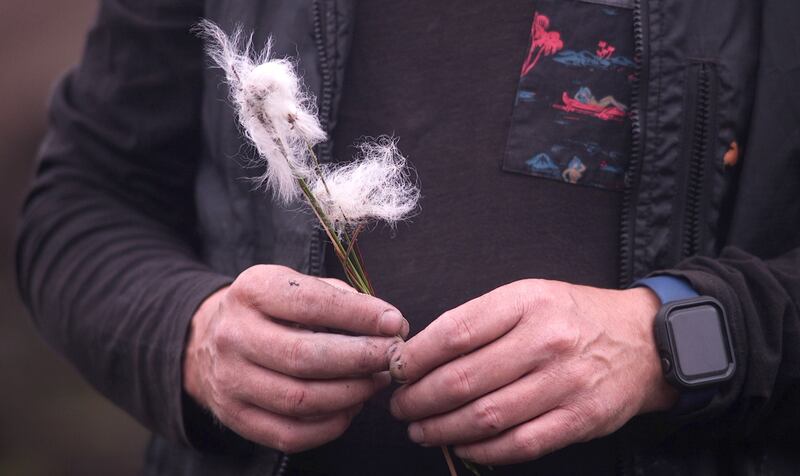 Sculptor and artist Brian O'Loughlin holds a piece of bog cotton while walking through the Bog of Allen. Photo: Bryan O'Brien / The Irish Times