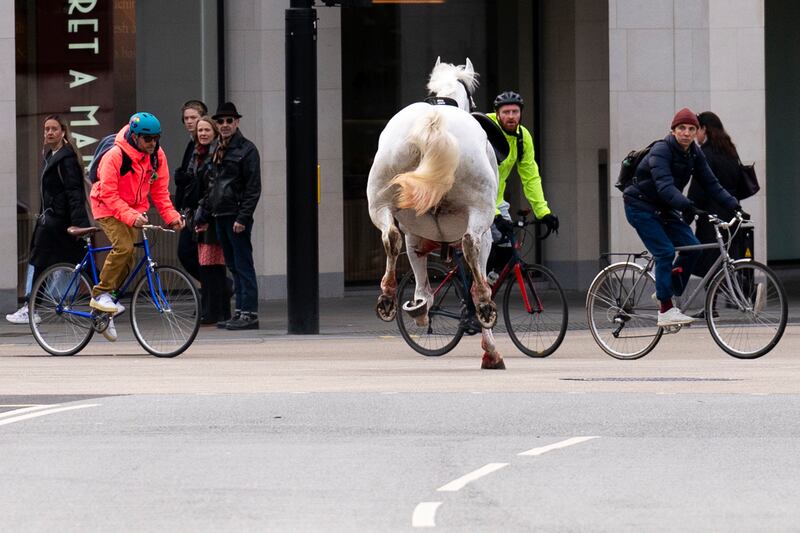 One of the horses on the loose near Aldwych. Photograph: Jordan Pettitt/PA Wire