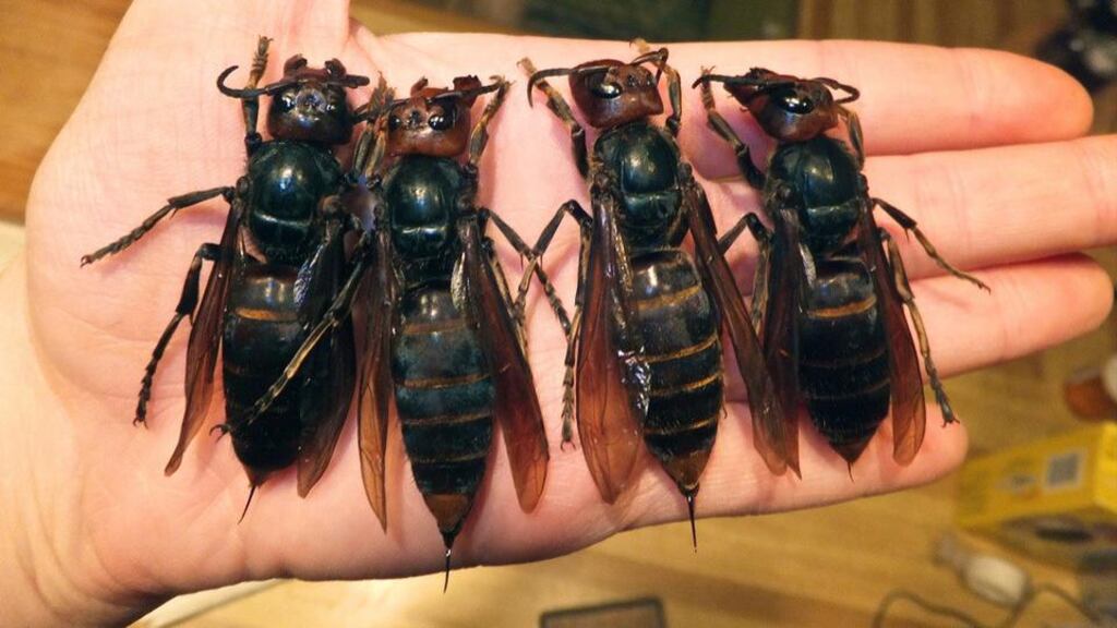 The Asian giant hornet can grow to 5cm long, with a 6mm toxic sting.