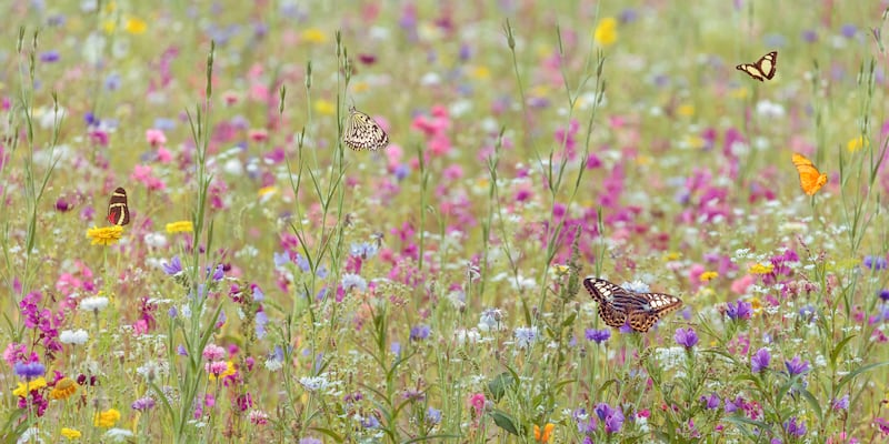 We’re just mere accomplices to nature (the real boss). Photograph: iStock