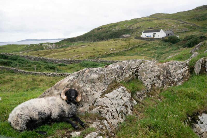 A sheep rests on Inishturk. Photograph: Chris Maddaloni