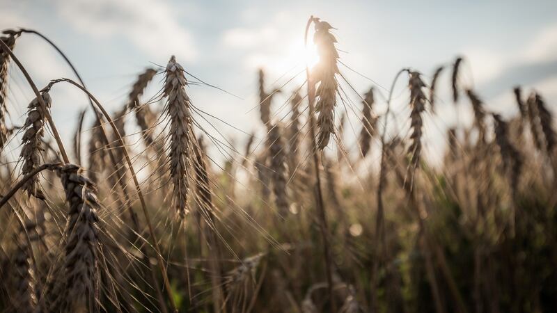 Government policy has two mutually contradictory aims: to increase the output of what might be called industrial-style farming while also reducing greenhouse gas emissions. Photograph: Akos Stiller/Bloomberg