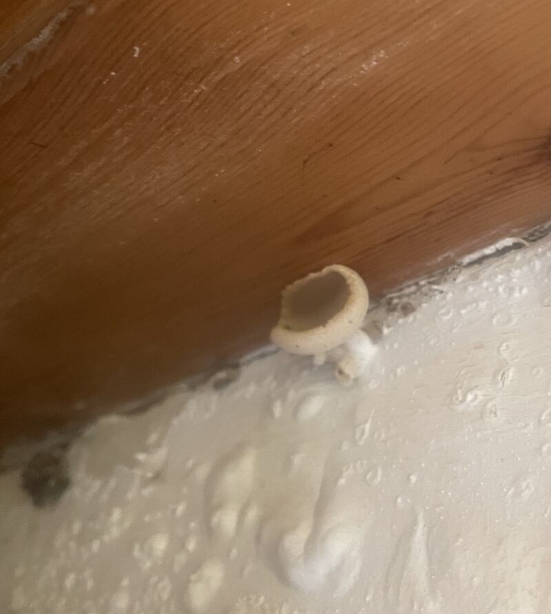 Peziza domiciliana – a cup fungus. Photograph: W Dwyer