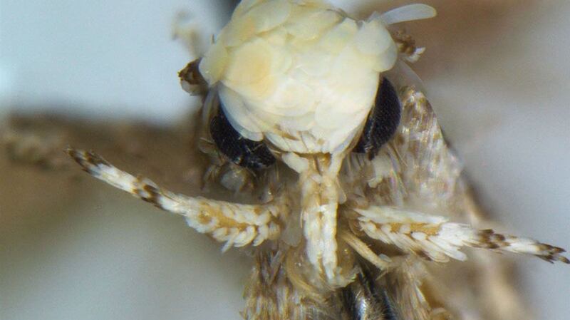The moth has yellowish flakes that cover its head which the researcher likened to the hairdo of Trump. Photograph:  Vazrick Nazari