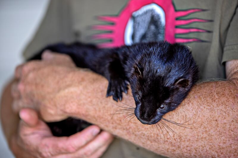 Joseph Carter with his prized mink Boon. Photograph: Kim Raff/The New York Times
