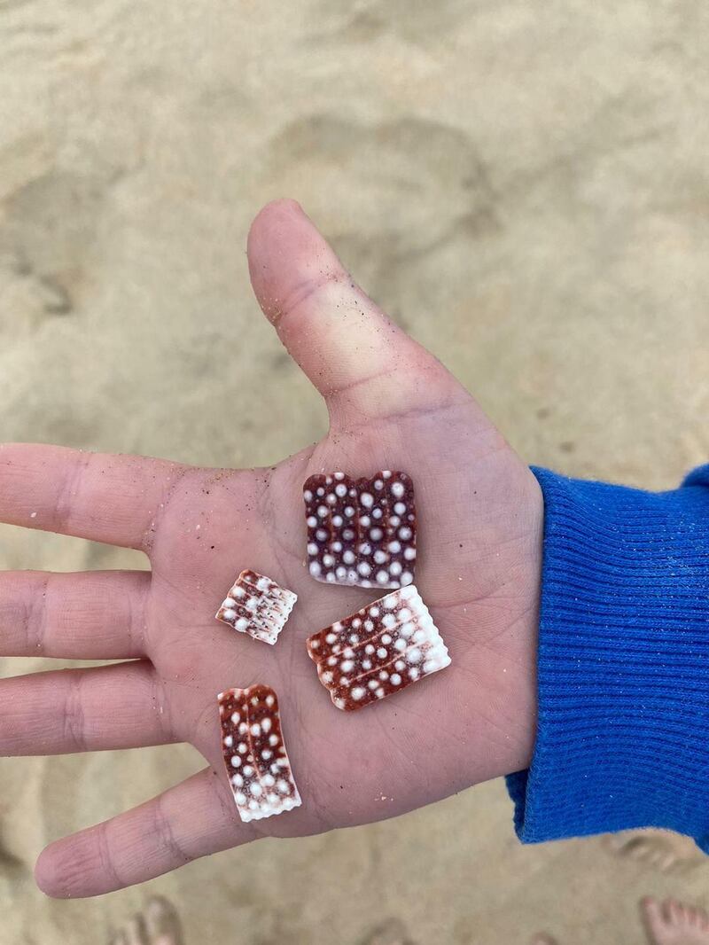 Sea urchin shells