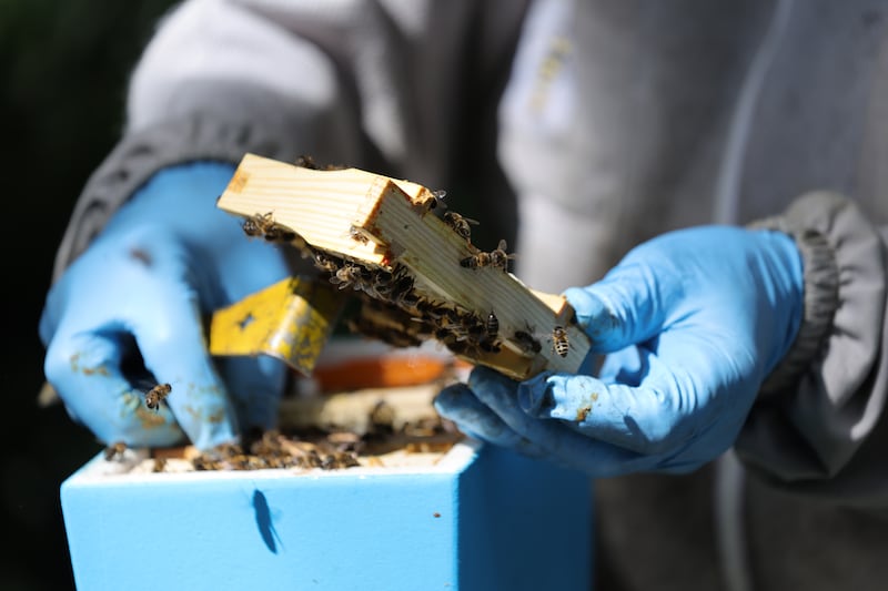 Beekeeper Kieran Harnett says the lack of rainfall in July and August has created significant challenges for Ireland's bee population. Photograph: Bryan O’Brien