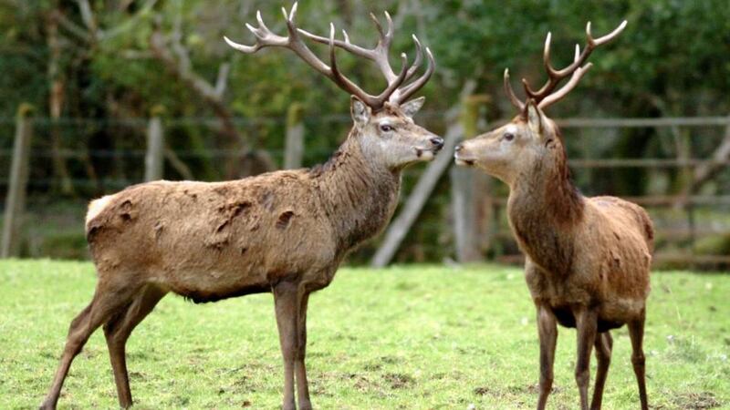 Killarney National Park has plenty of good spots for a picnic. Photograph: Eamonn Keogh