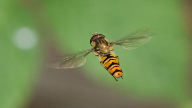 A common Irish hoverfly (Episyrphus balteatus). Photograph: Anthony King