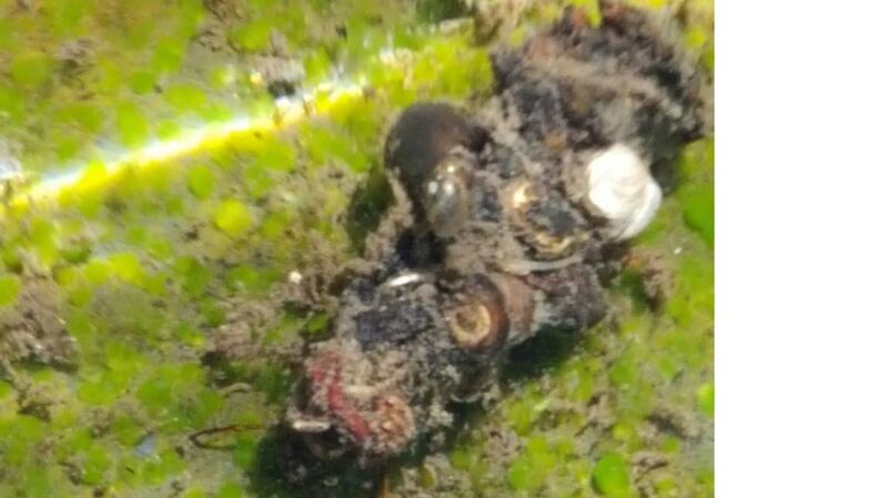 Larva of a caddis fly