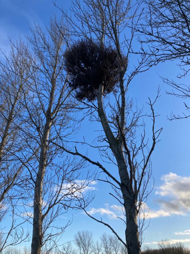 Witches’ brooms in a poplar. Photograph: Molly McGuigan